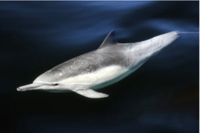 Delfino comune dal rostro lungo