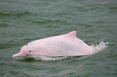 Delfino dal naso a bottiglia del Pacifico