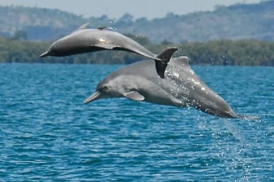 Delfino dal naso a bottiglia dell'Atlantico