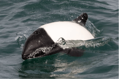 Delfino di Commerson (Delfino pezzato)