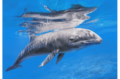 Delfino di Electra