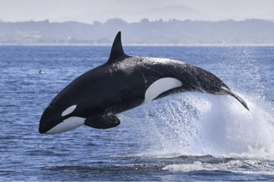 Orca