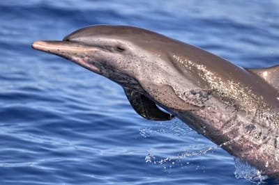 Delfino maculato pantropicale