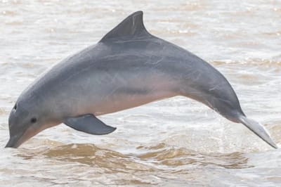 Delfino della Guyana