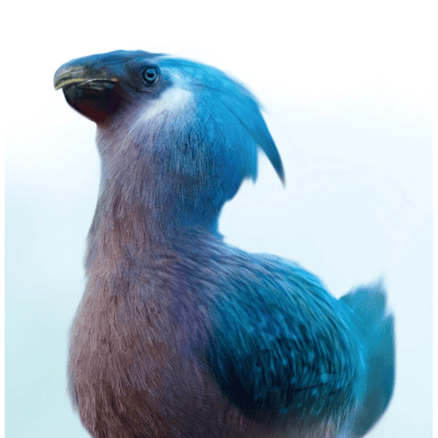 Dirico