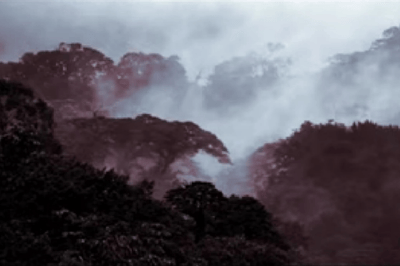 The Crimson Forest