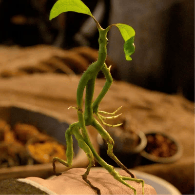 Bowtruckle