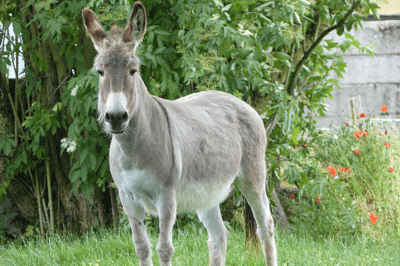 El burro