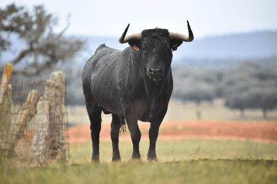 El toro