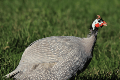 La gallina de Guinea