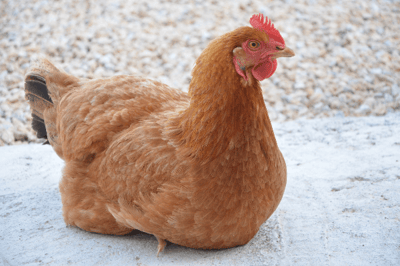 La gallina