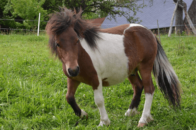El poni