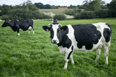 La vaca