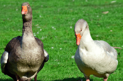 El pato