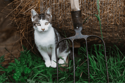 El gato