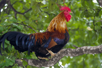 El gallo
