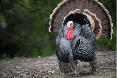El pavo