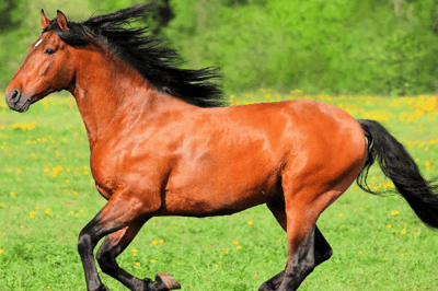 El caballo