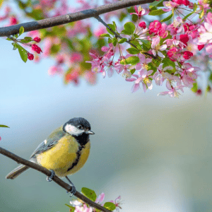 Primavera