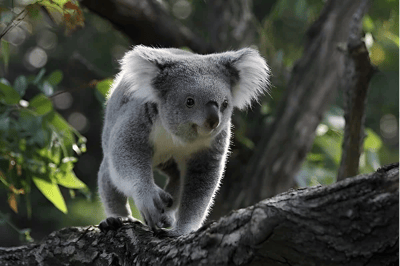 Koala