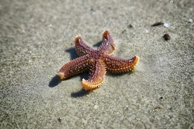 Stella marina