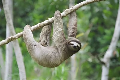 Bradipo
