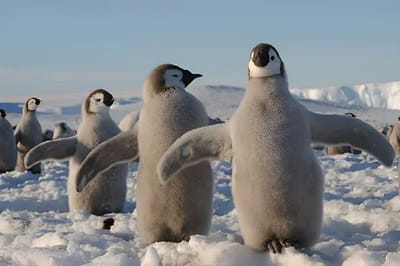 Pinguino imperatore
