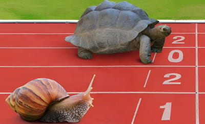 Animali più lenti