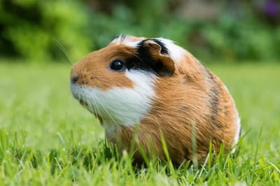 Cobaya