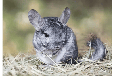 Chinchilla