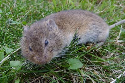 Ratón de campo