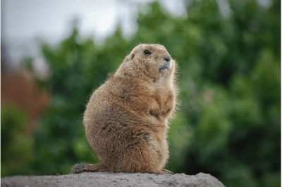 Marmota