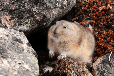 Lemming