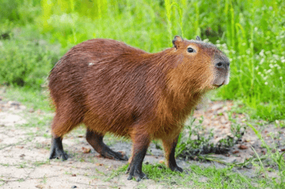 Capibara