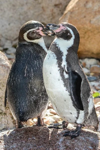 Pinguino di Humboldt (Spheniscus humboldti)
