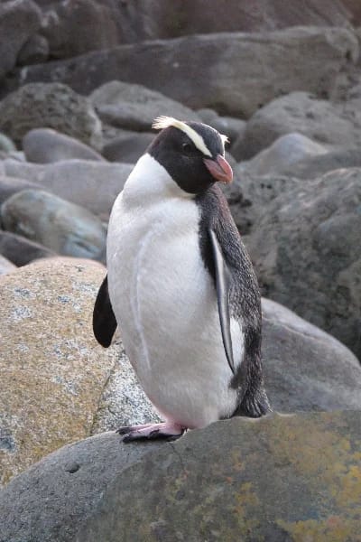 Pinguino del Fiordland (Eudyptes pachyrhynchus)