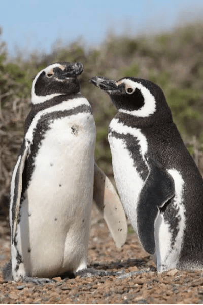 Pinguino di Magellano (Spheniscus magellanicus)