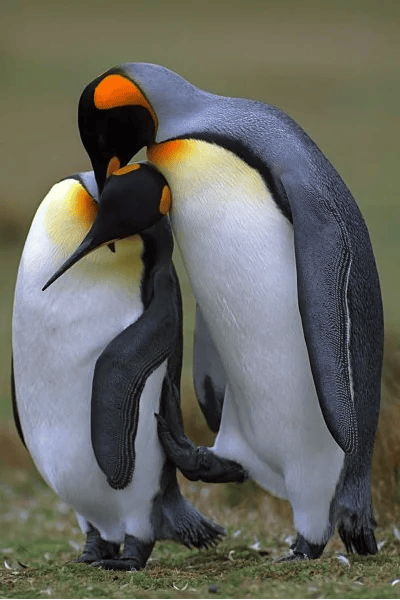 Pinguino reale (Aptenodytes patagonicus)