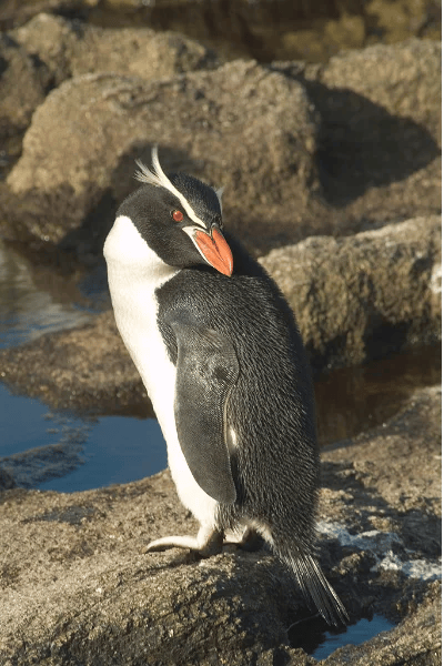 Pinguino delle Snares (Eudyptes robustus)