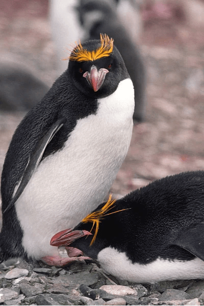 Pinguino dorato (Eudyptes chrysolophus)