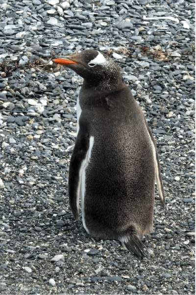 Pinguino Papua (Pygoscelis papua)