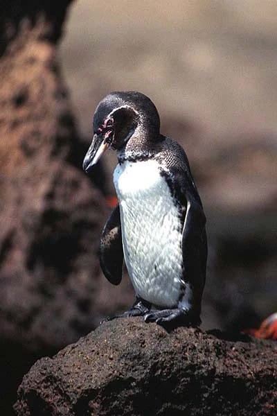 Pinguino delle Galápagos (Spheniscus mendiculus)