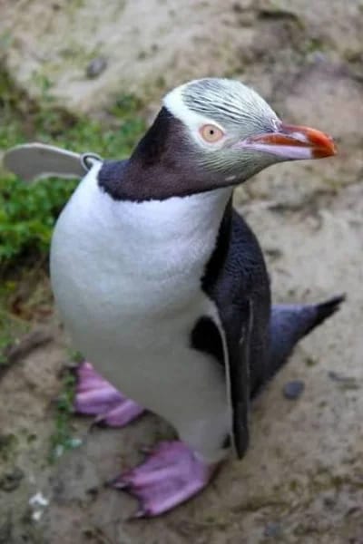 Pinguino dagli occhi gialli (Megadyptes antipodes)