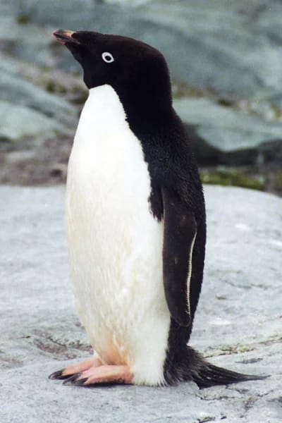 Pinguino di Adelia (Pygoscelis adeliae)