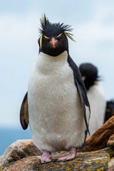 Pinguino saltarocce (Eudyptes chrysocome)
