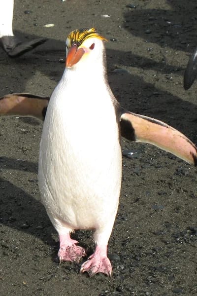 Pinguino di Schlegel (Eudyptes schlegeli)