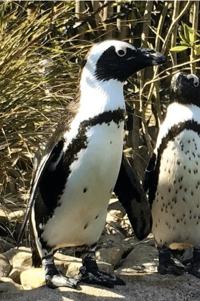 Pinguino del Capo (Spheniscus demersus)