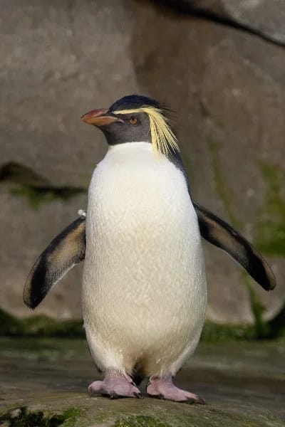 Pinguino di Moseley (Eudyptes moseleyi)