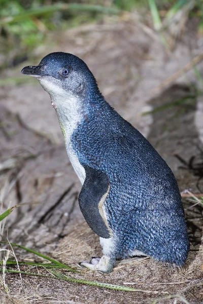 Pinguino minore (Eudyptula minor)