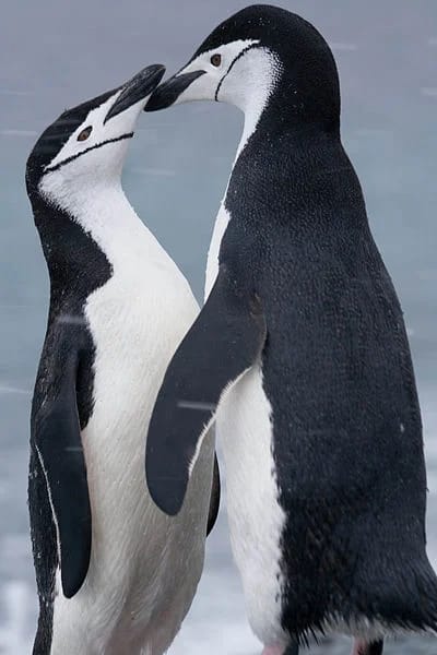 Pinguino antartico (Pygoscelis antarcticus)